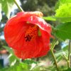 Abutilon darwinii